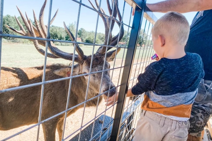 a boy feeding a cow through a fence