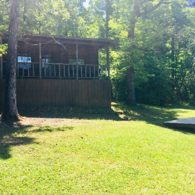 a tree in a grassy area