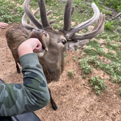 a elephant that is standing in the dirt