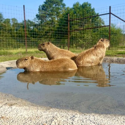 a herd of animals standing in the sand