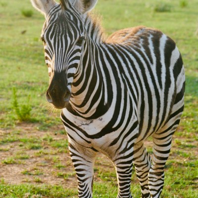 a zebra standing on top of a grass covered field