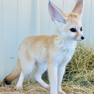 a dog standing on top of a fox