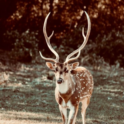 a close up of an animal