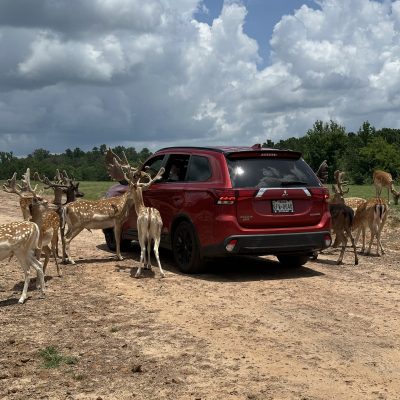 a herd of cattle standing on top of a dirt field