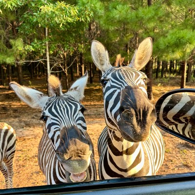 a herd of zebra standing on top of each other