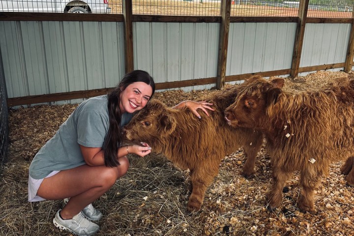 a person petting a brown cow standing next to a fence