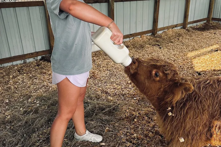 a young boy petting a sheep in a cage