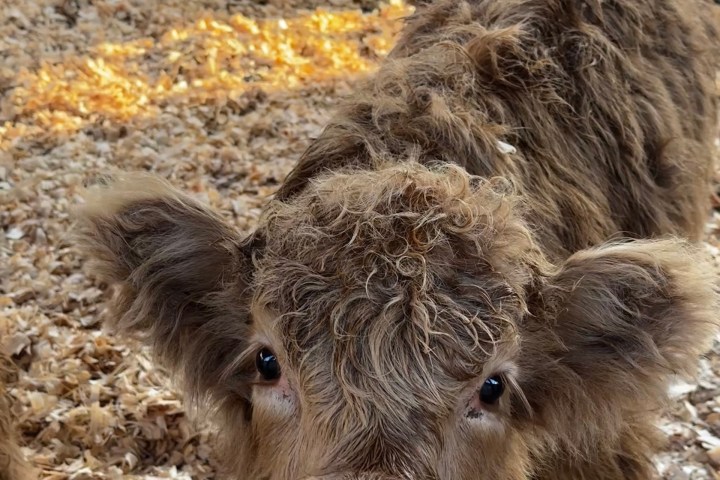 a cow standing next to a pile of hay