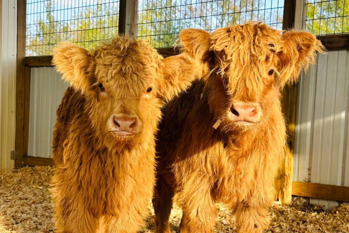 a group of brown cows standing on hay