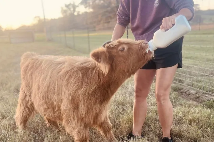 a brown cow standing on top of a grass covered field