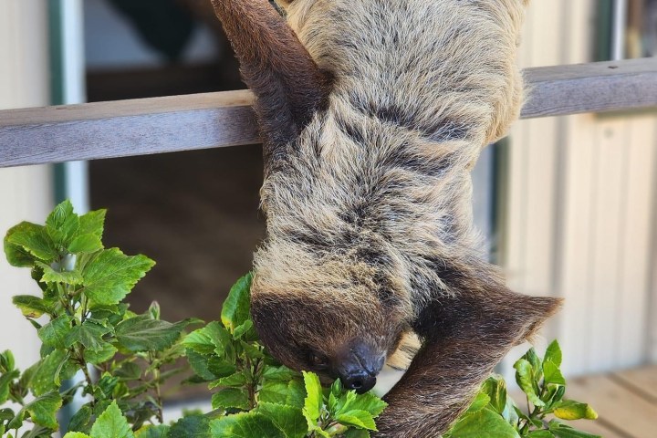 a close up of a koala