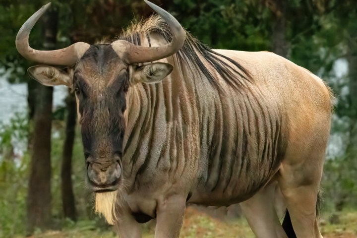 a zebra standing on top of a grass covered field