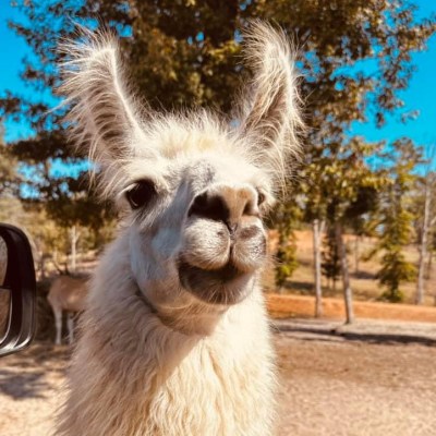 a llama looking at the camera