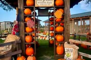 a group of oranges on a table
