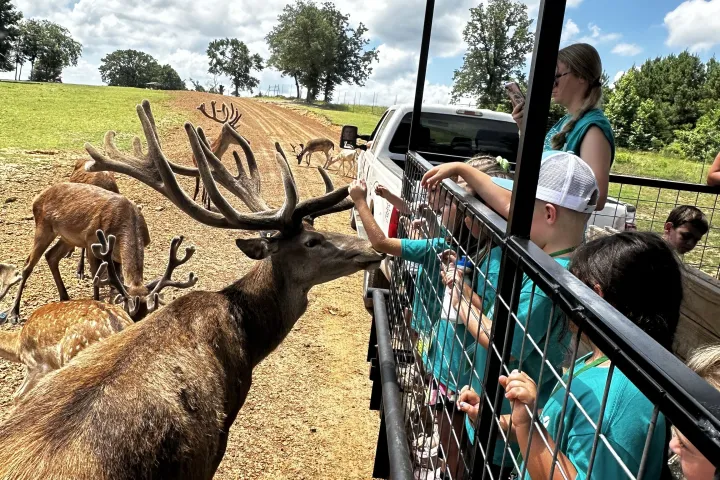 a herd of sheep standing next to a fence