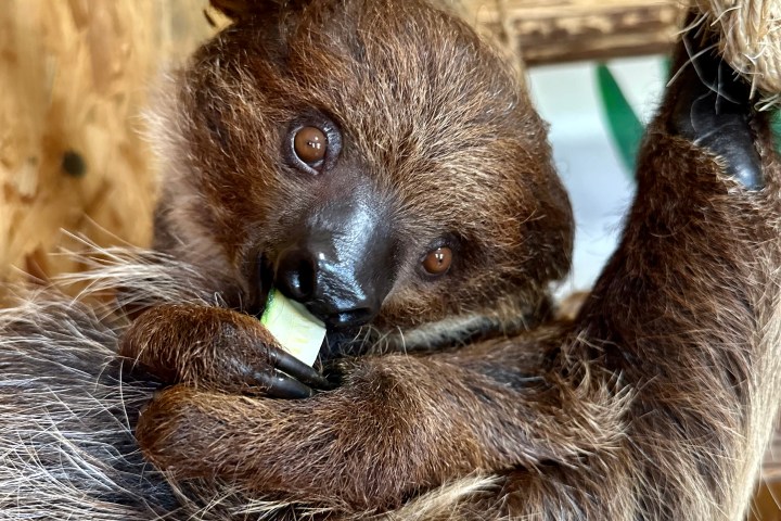 a close up of an animal