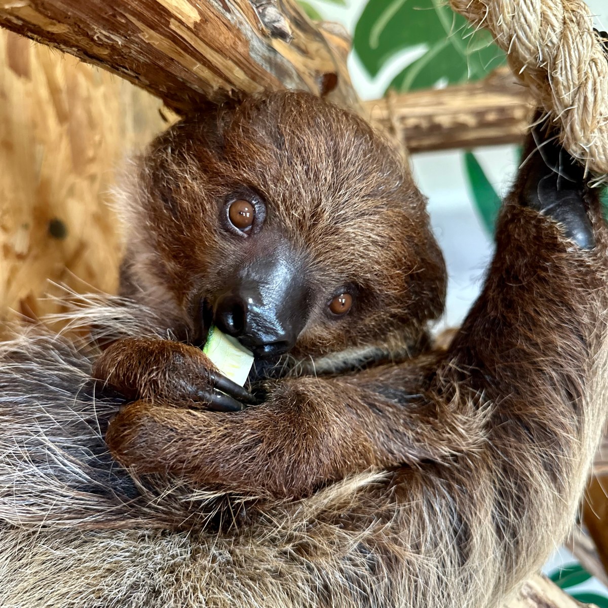 a close up of an animal