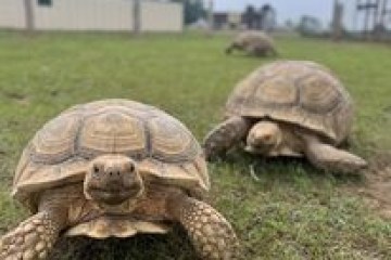 a turtle in the grass with Aldabra in the background