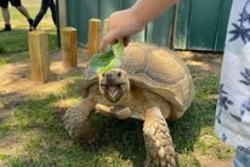 a woman standing in front of a turtle