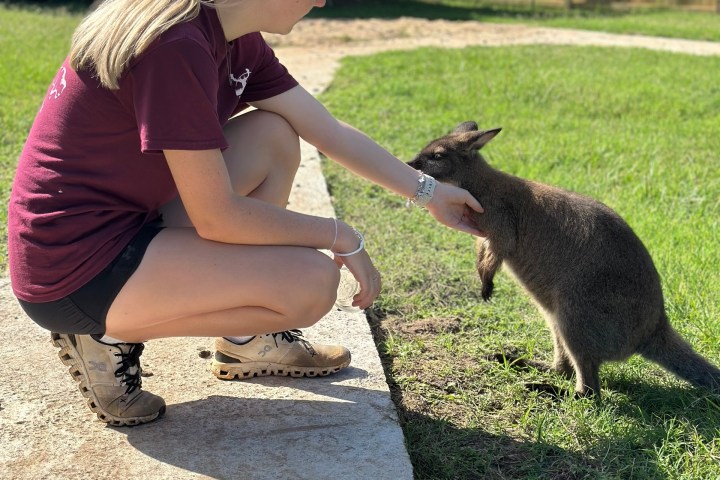 Person kneeling to feed a small kangaroo on a sunny day, with a wooden shelter in the background.
