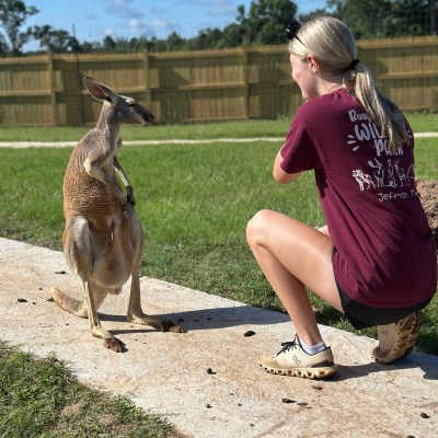 Person squatting in front of a kangaroo on a sidewalk in a grassy area.