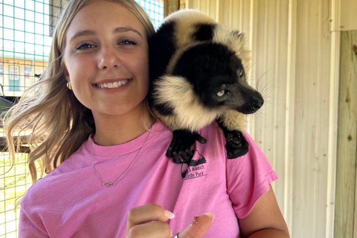 Woman in pink shirt with black and white lemur on her shoulder, smiling in an outdoor enclosure.