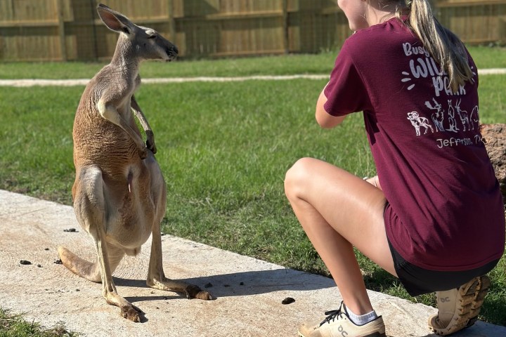 Person crouching and interacting with a kangaroo on a paved path in a grassy area.