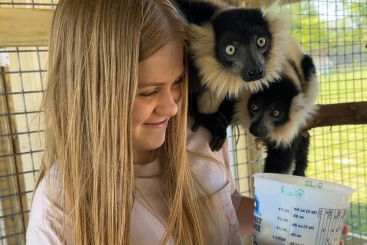 Girl with two lemurs on her shoulder, holding a measuring cup and phone, in a wooden enclosure.