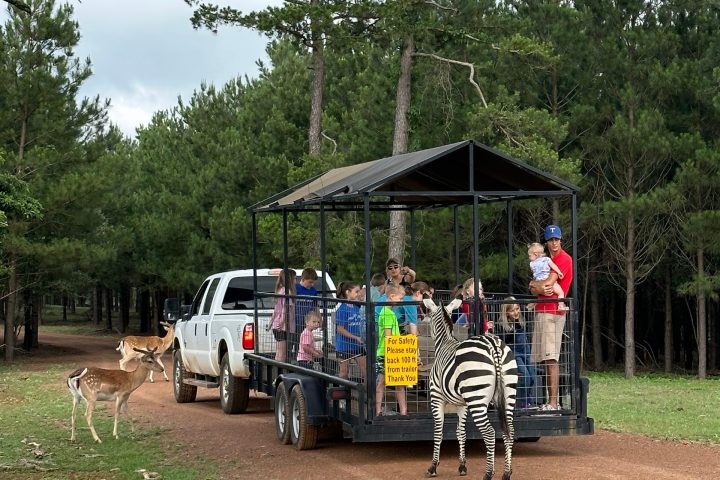 A truck pulls a trailer with people watching a zebra and deer on a dirt road in a forested area.