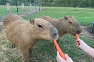 Two capybaras eating carrots from a person's hands in a grassy field.