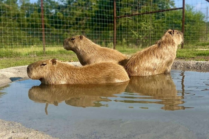 Three capybaras resting in a small water pool with a fenced area and trees in the background.