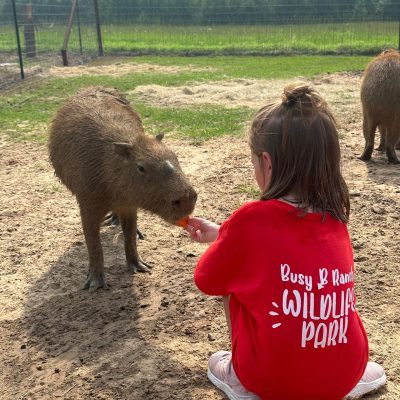 Child in red shirt feeding a capybara through a fence at a wildlife park.