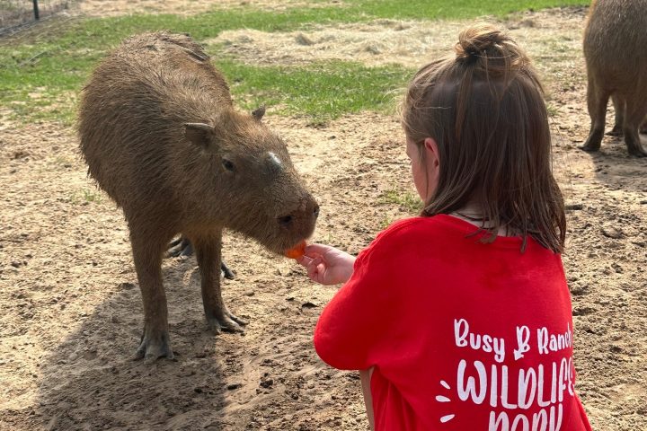 Child in red shirt feeding a capybara through a fence at a wildlife park.