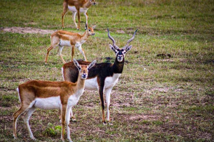 Group of antelope grazing on a grassy field, one with curved horns facing forward.